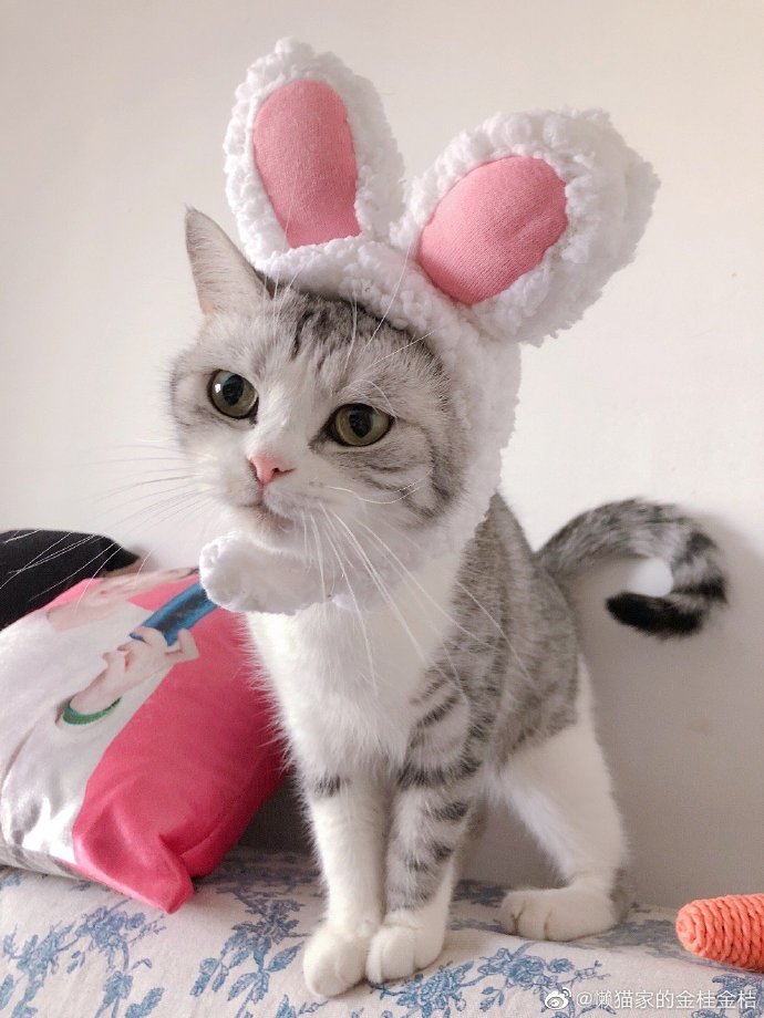 猫图片|宠物猫|猫咪|