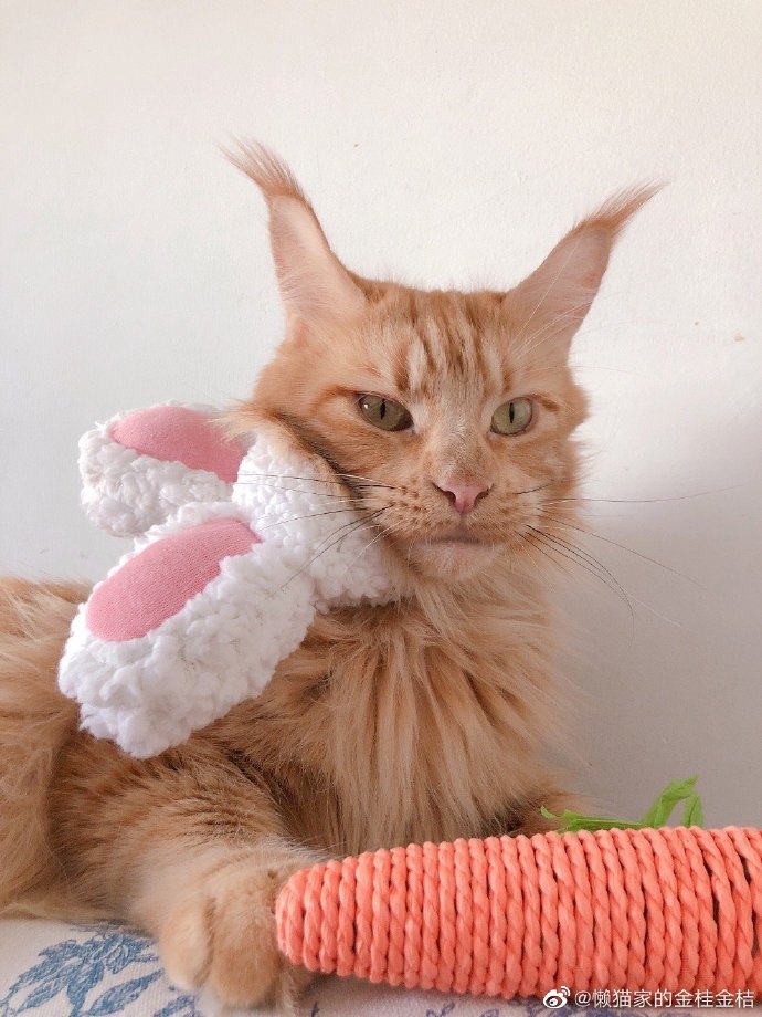 猫图片|宠物猫|猫咪|