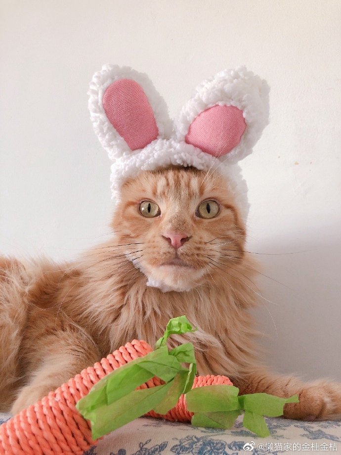 猫图片|宠物猫|猫咪|