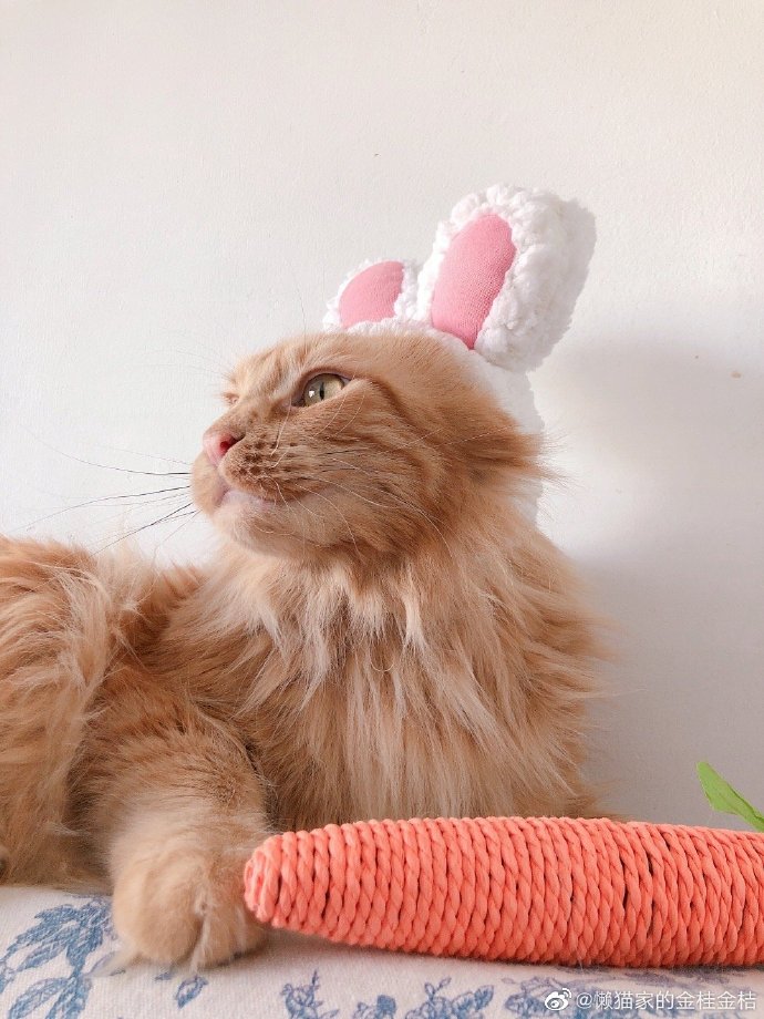 猫图片|宠物猫|猫咪|