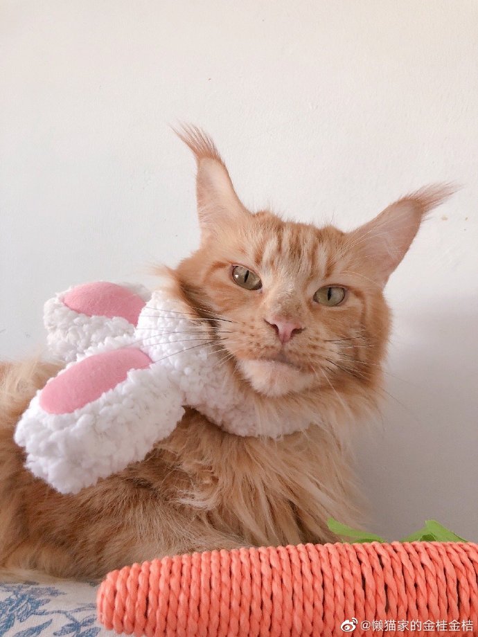 猫图片|宠物猫|猫咪|