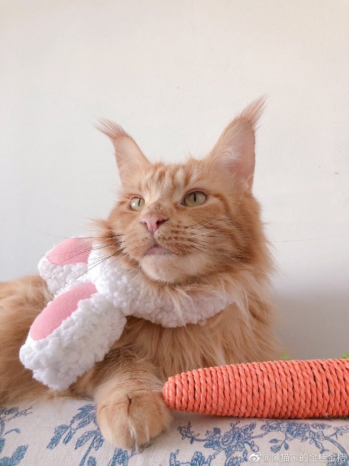 猫图片|宠物猫|猫咪|