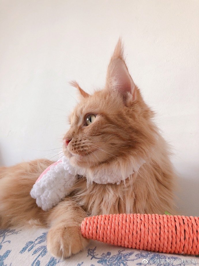 猫图片|宠物猫|猫咪|