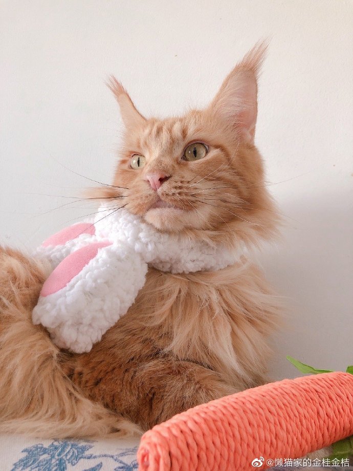 猫图片|宠物猫|猫咪|