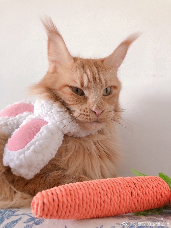 猫图片|宠物猫|猫咪|