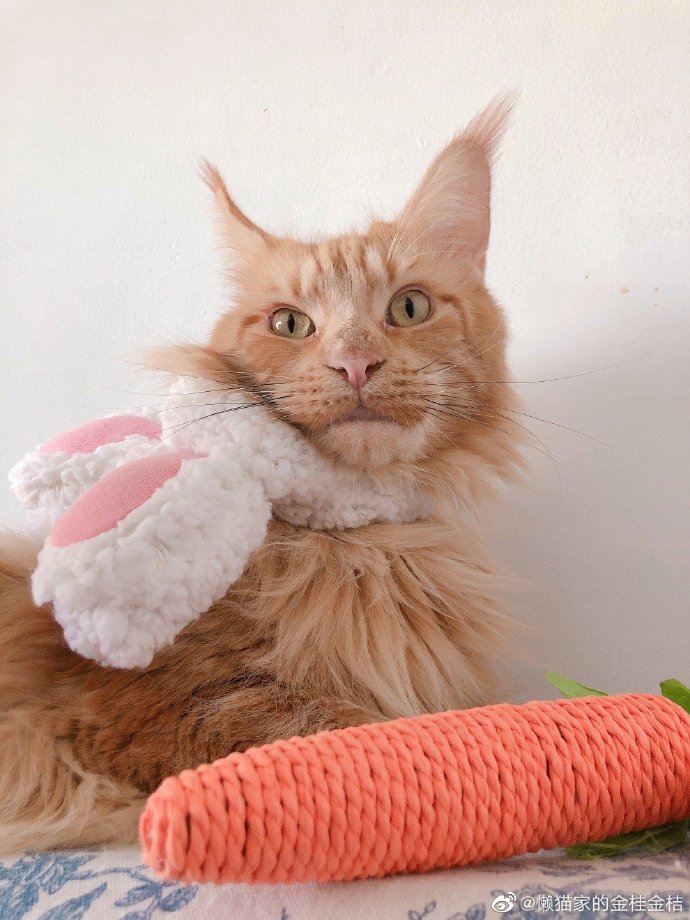 猫图片|宠物猫|猫咪|