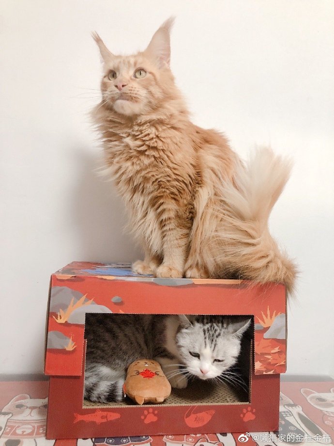 猫图片|宠物猫|猫咪|