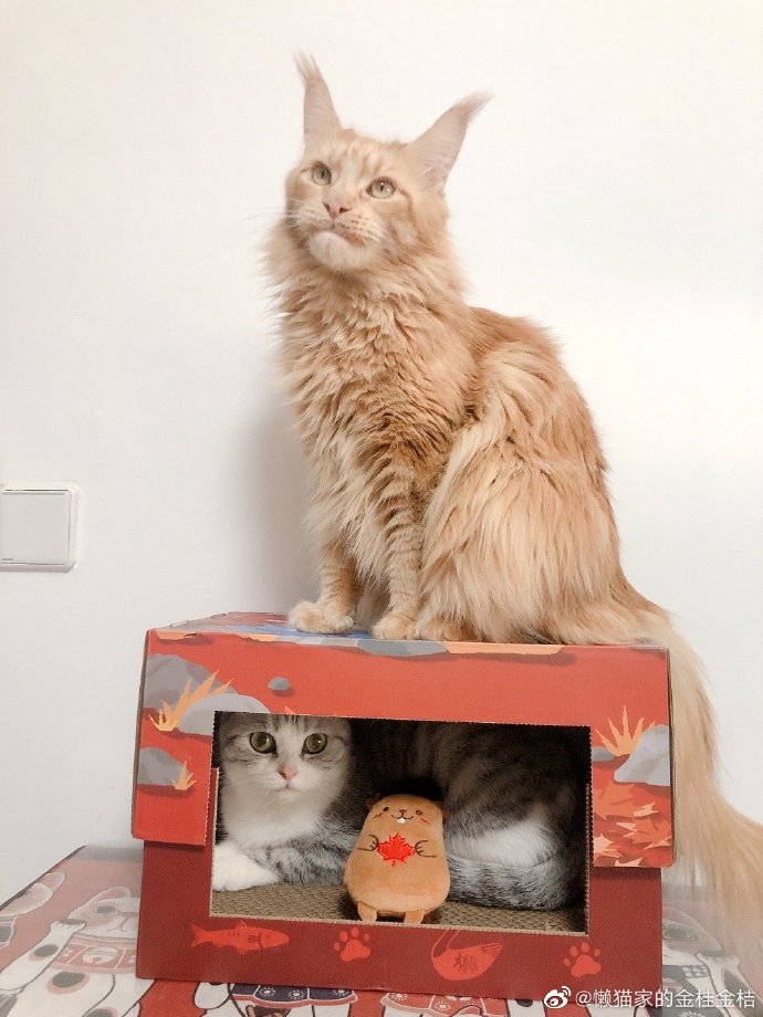 猫图片|宠物猫|猫咪|