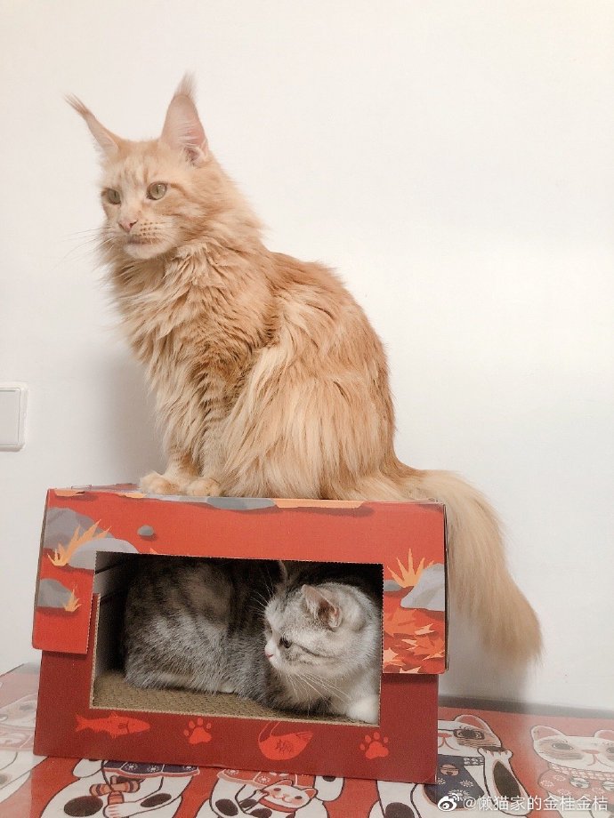 猫图片|宠物猫|猫咪|