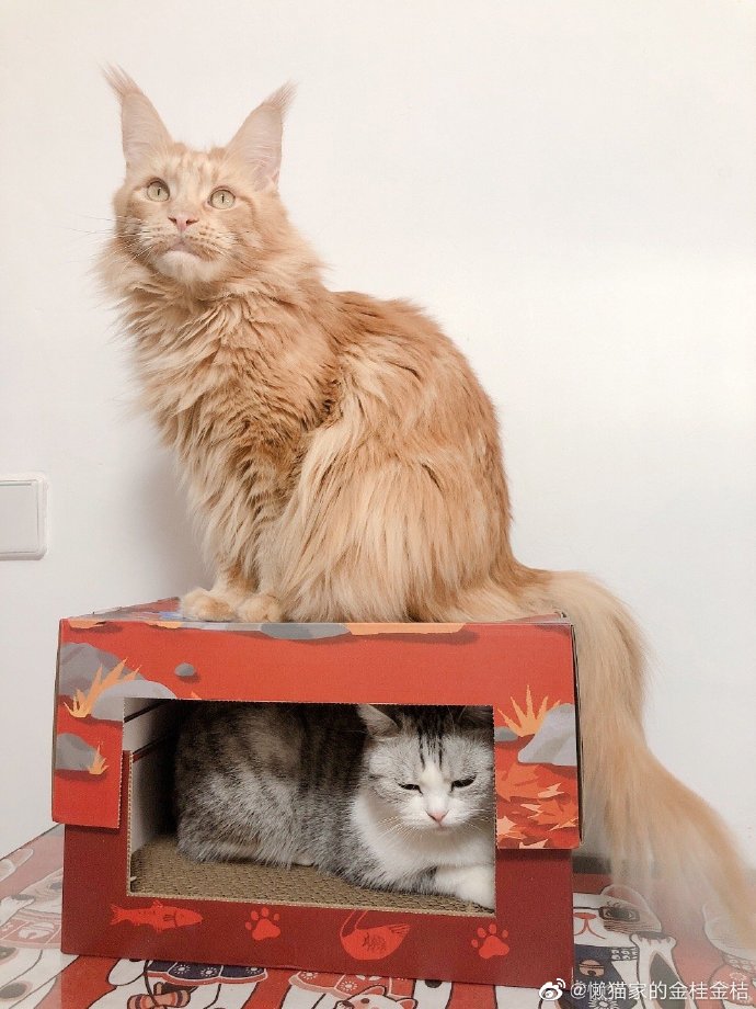 猫图片|宠物猫|猫咪|