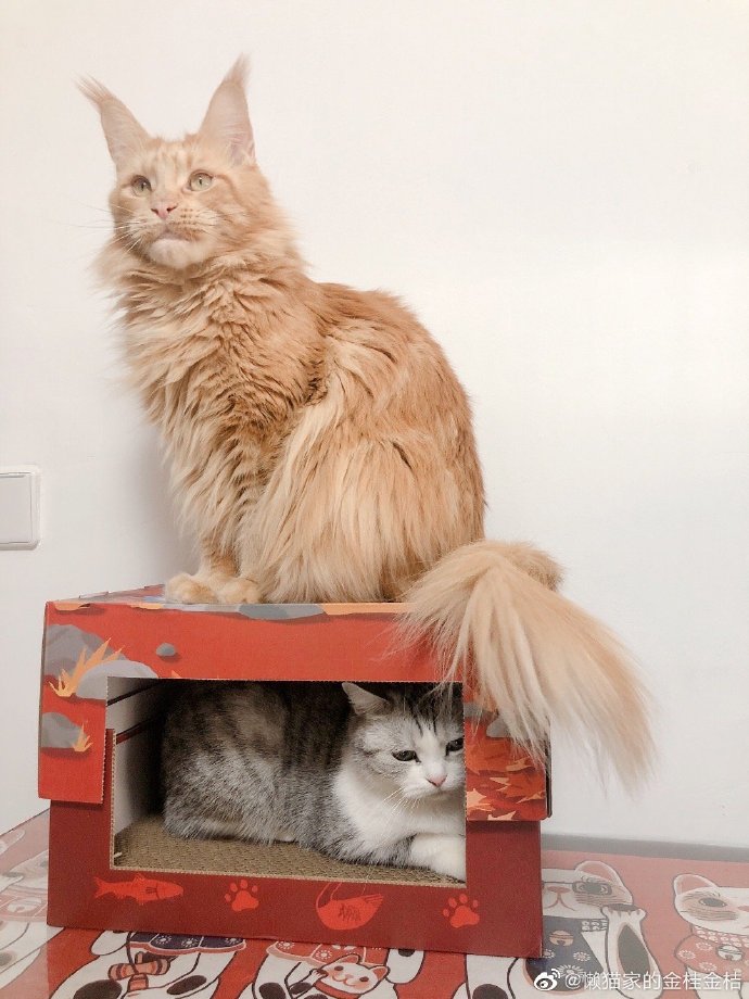 猫图片|宠物猫|猫咪|