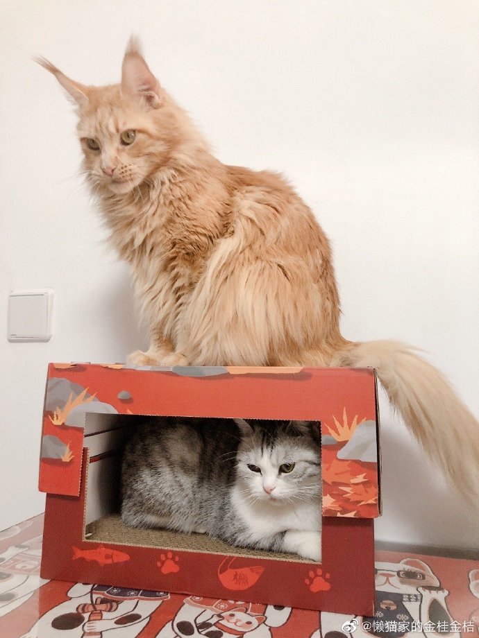 猫图片|宠物猫|猫咪|