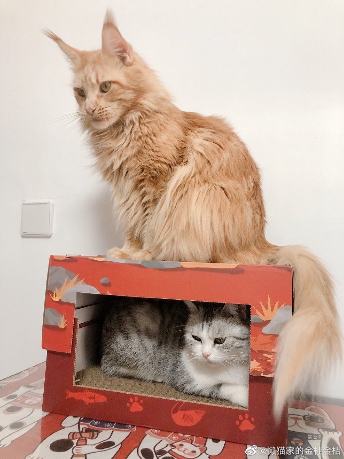 猫图片|宠物猫|猫咪|