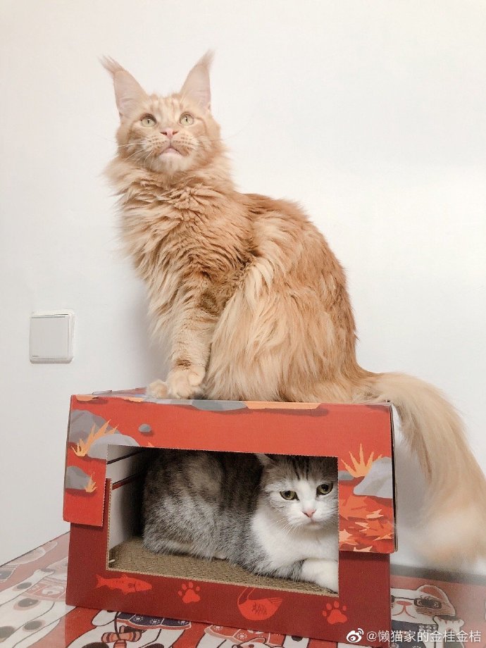 猫图片|宠物猫|猫咪|