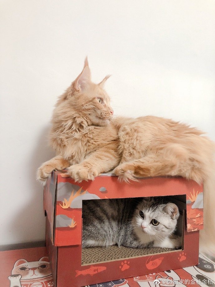 猫图片|宠物猫|猫咪|