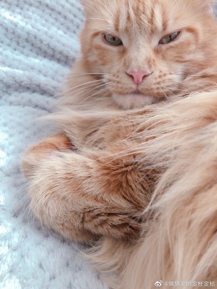 猫图片|宠物猫|猫咪|