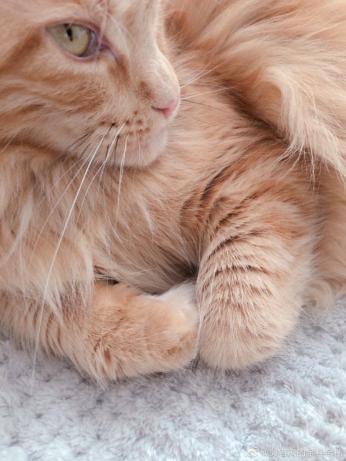 猫图片|宠物猫|猫咪|