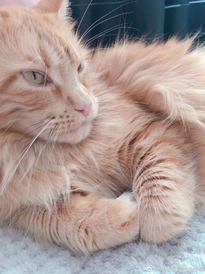 猫图片|宠物猫|猫咪|