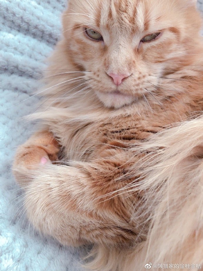 猫图片|宠物猫|猫咪|