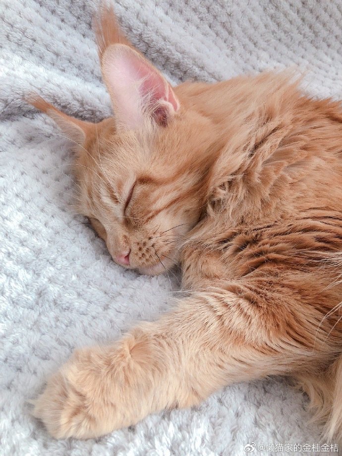 猫图片|宠物猫|猫咪|