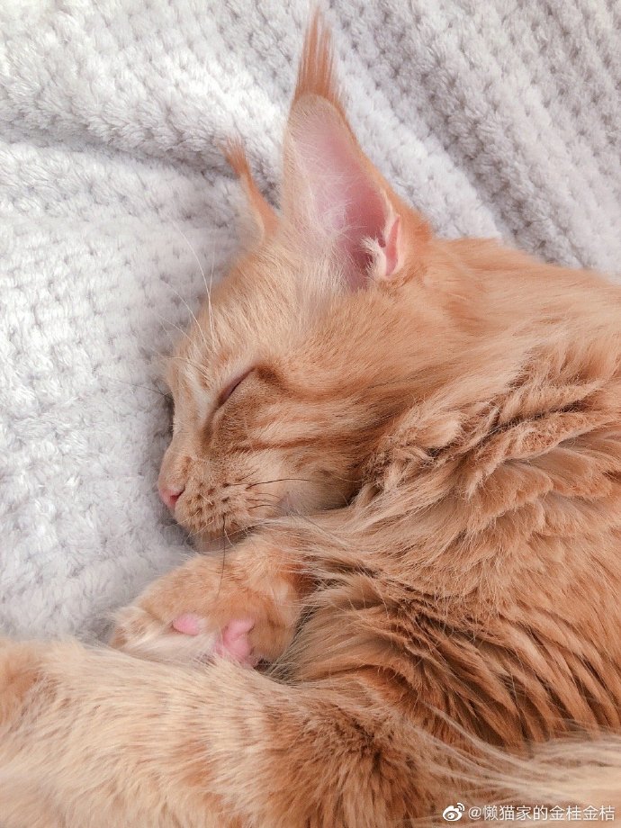 猫图片|宠物猫|猫咪|