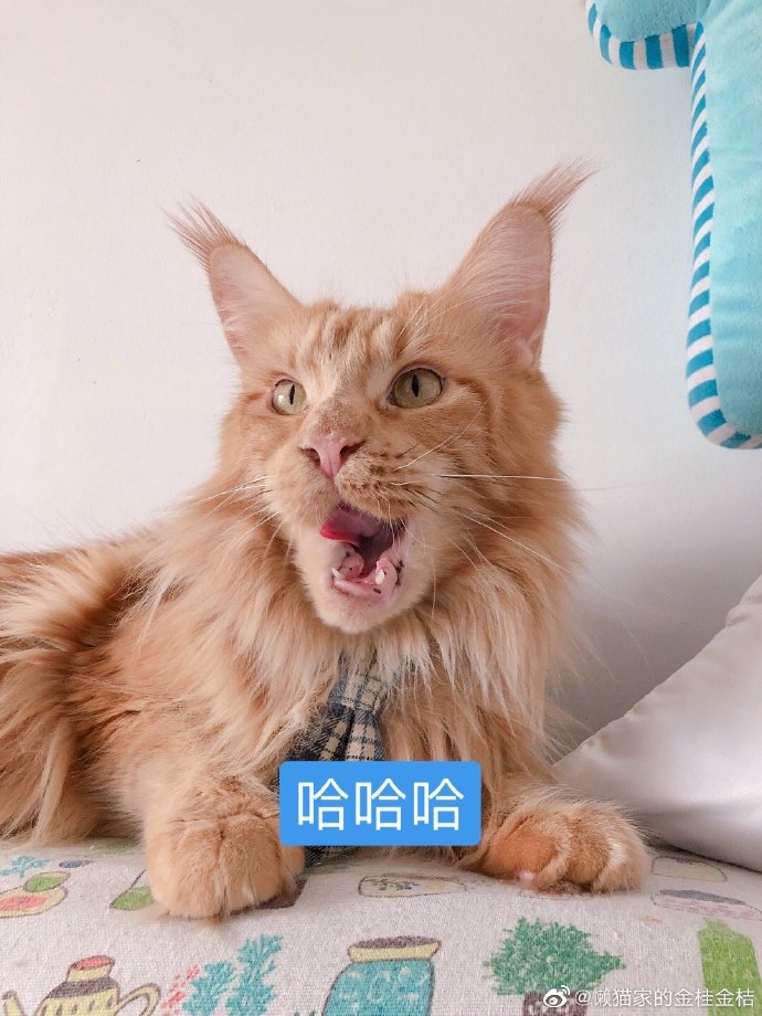 猫图片|宠物猫|猫咪|