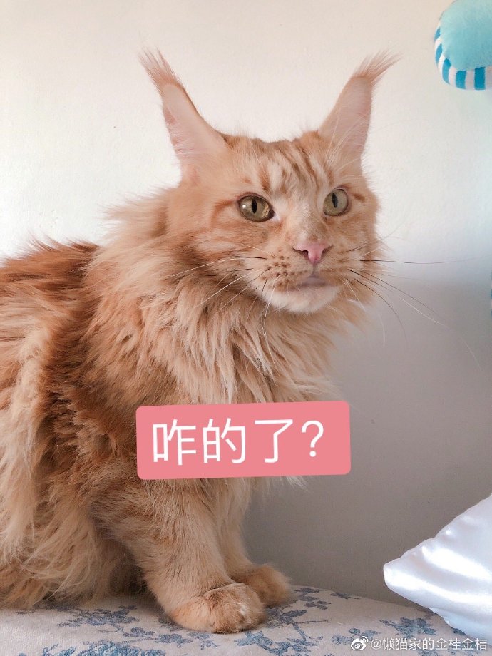 猫图片|宠物猫|猫咪|