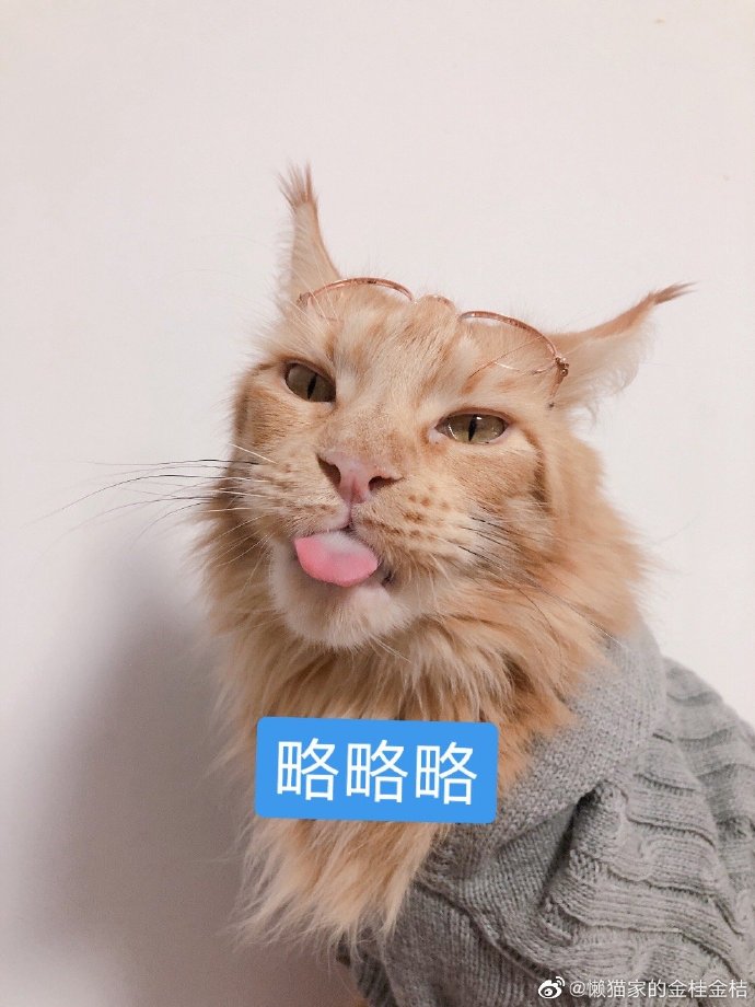 猫图片|宠物猫|猫咪|