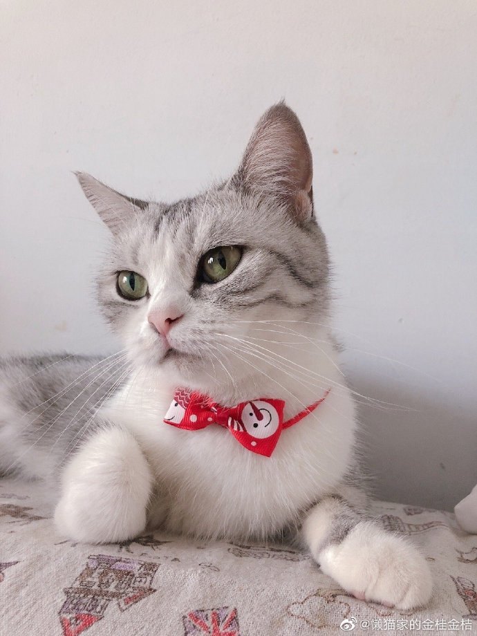 猫图片|宠物猫|猫咪|