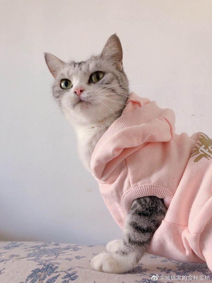 猫图片|宠物猫|猫咪|