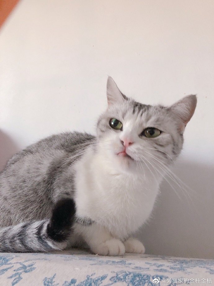 猫图片|宠物猫|猫咪|