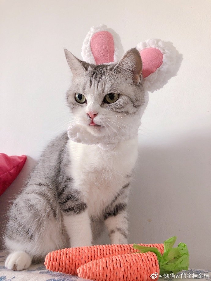 猫图片|宠物猫|猫咪|