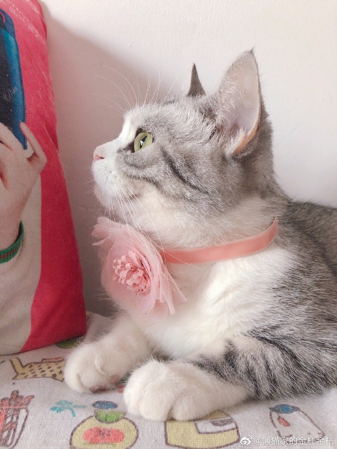 猫图片|宠物猫|猫咪|