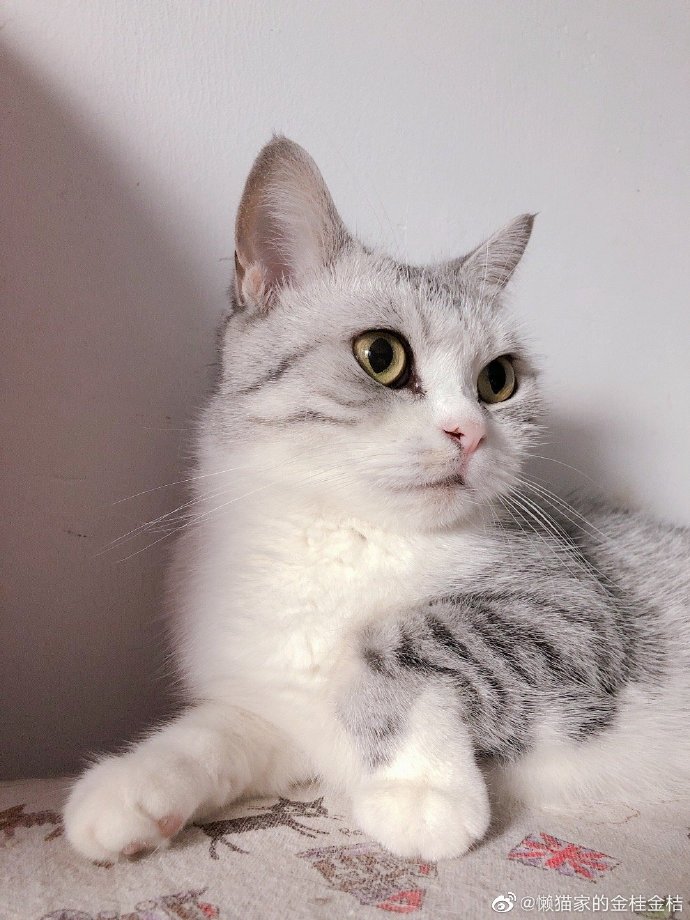 猫图片|宠物猫|猫咪|