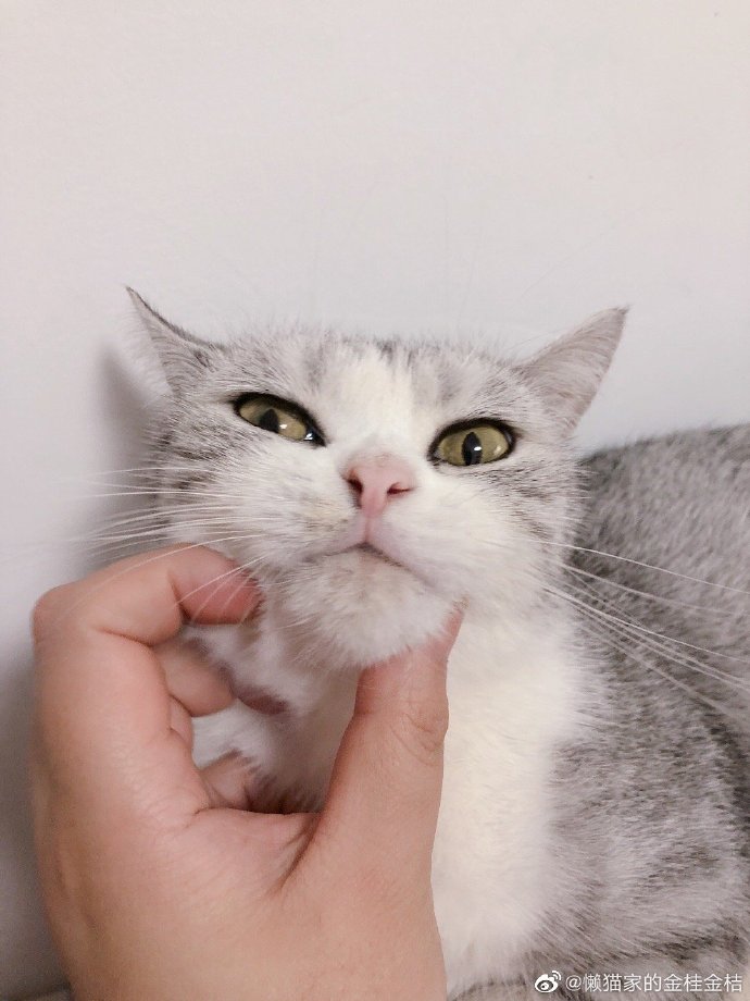 猫图片|宠物猫|猫咪|