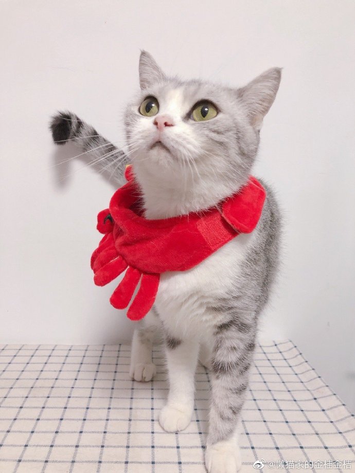 猫图片|宠物猫|猫咪|