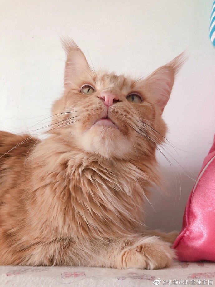 猫图片|宠物猫|猫咪|