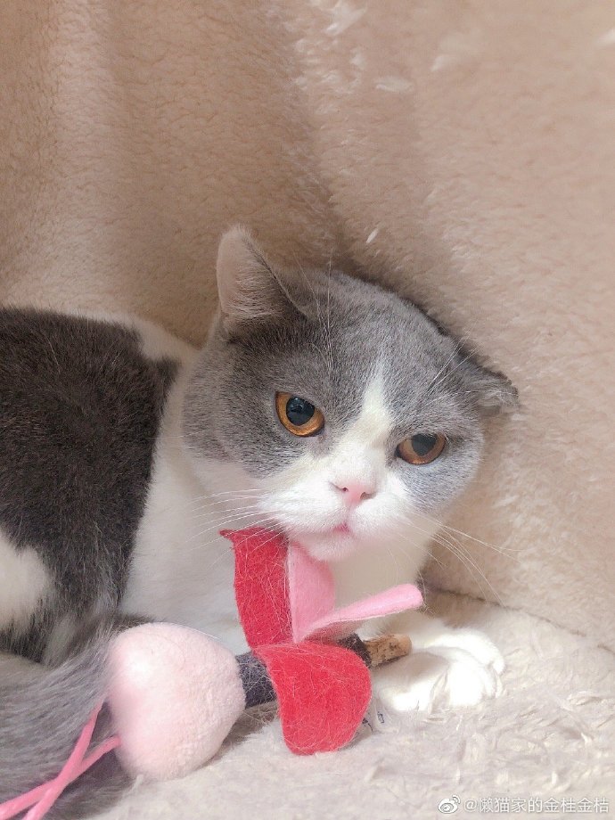 猫图片|宠物猫|猫咪|