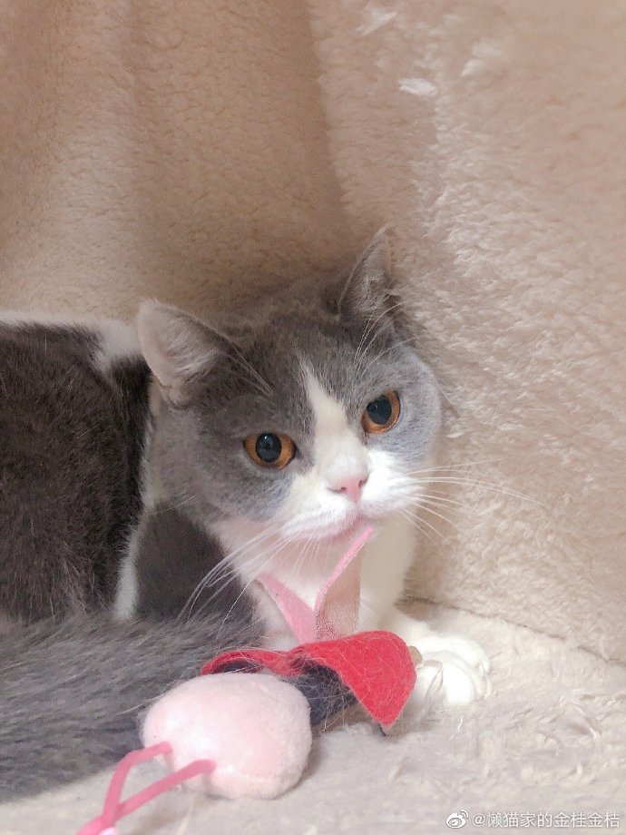 猫图片|宠物猫|猫咪|