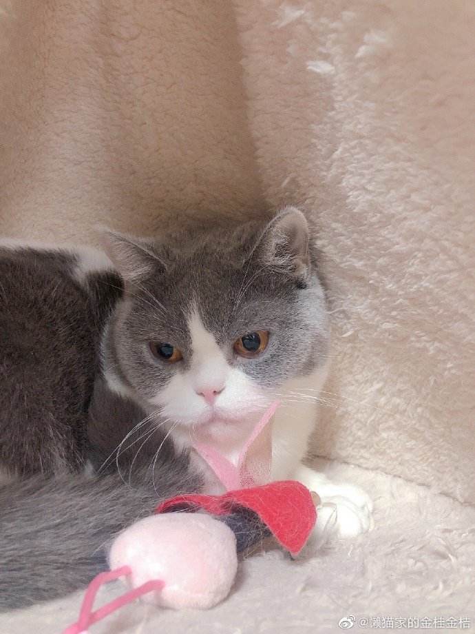 猫图片|宠物猫|猫咪|
