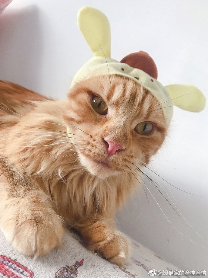 猫图片|宠物猫|猫咪|
