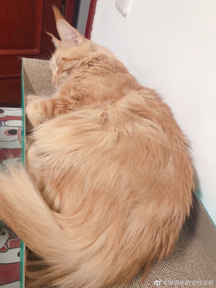 猫图片|宠物猫|猫咪|