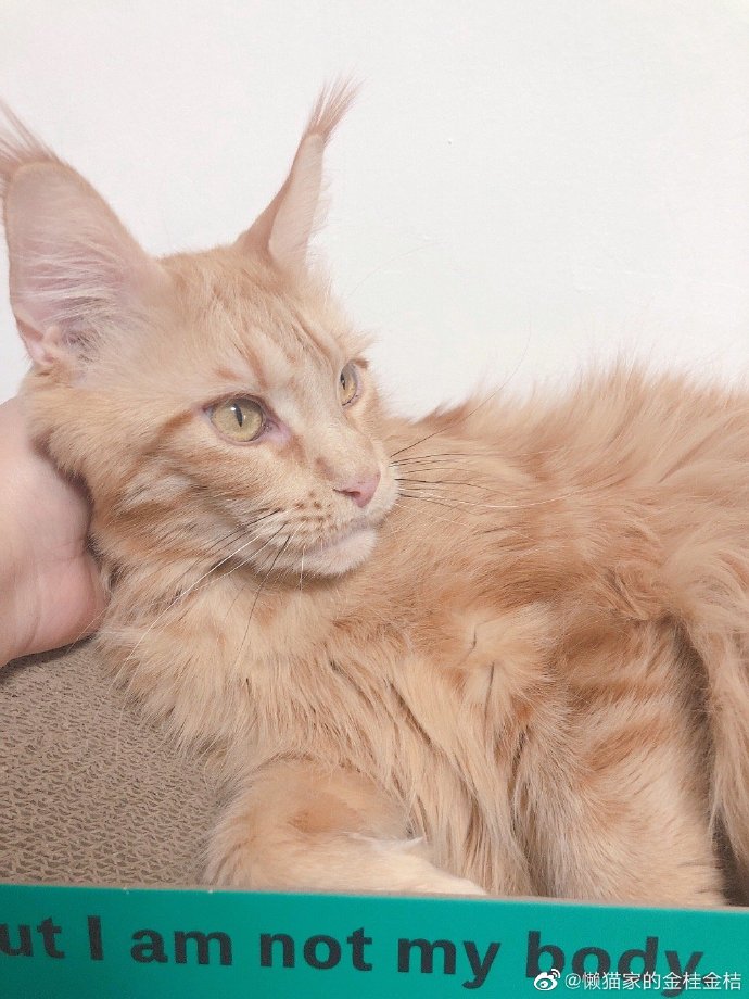 猫图片|宠物猫|猫咪|