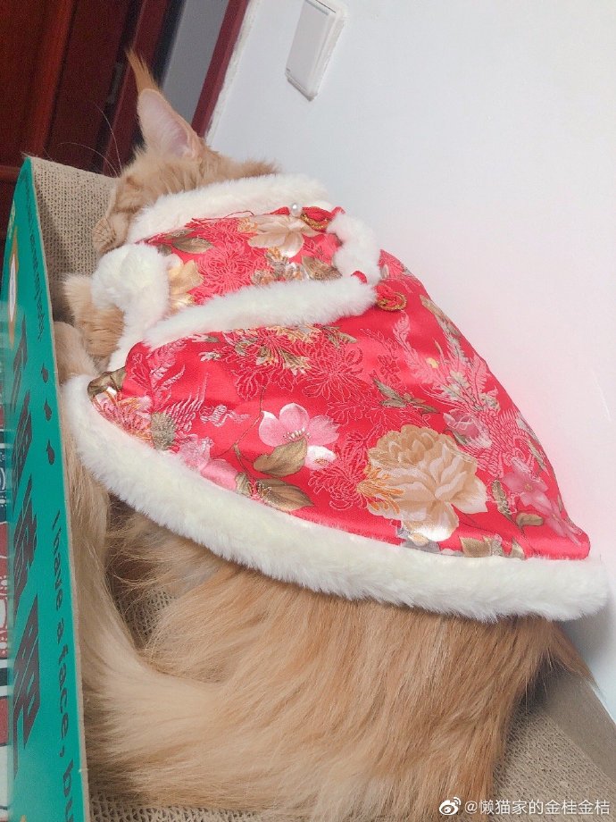 猫图片|宠物猫|猫咪|