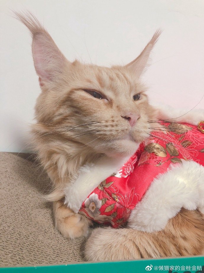 猫图片|宠物猫|猫咪|