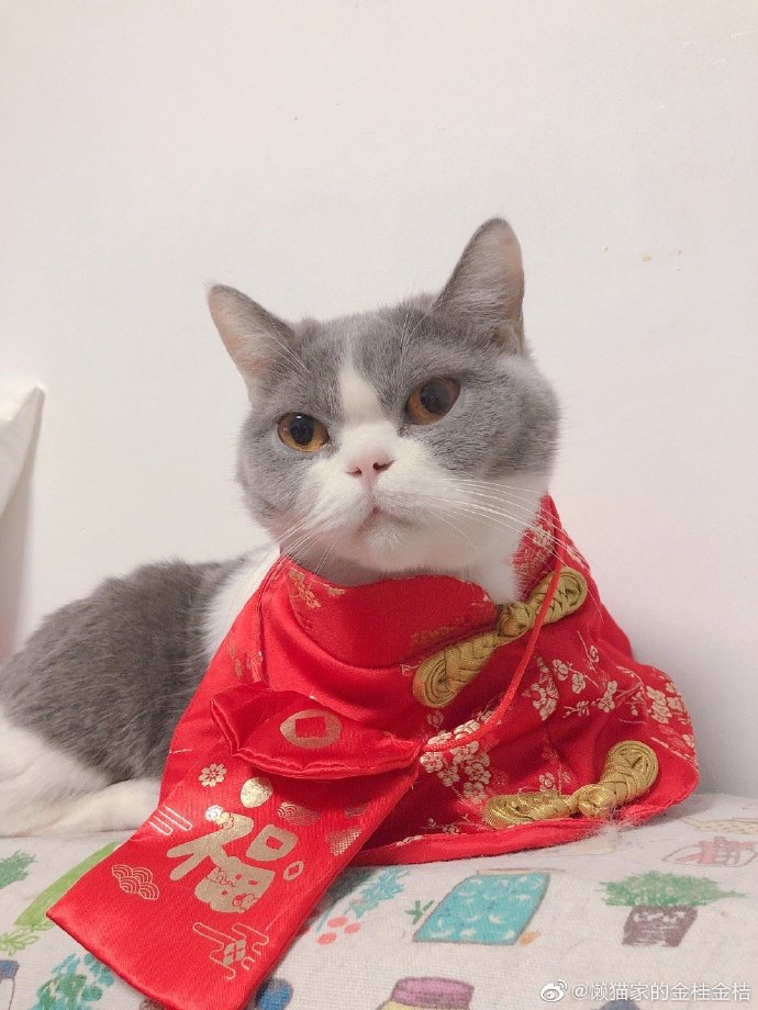 猫图片|宠物猫|猫咪|