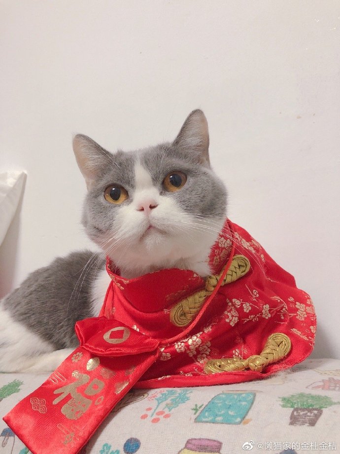 猫图片|宠物猫|猫咪|