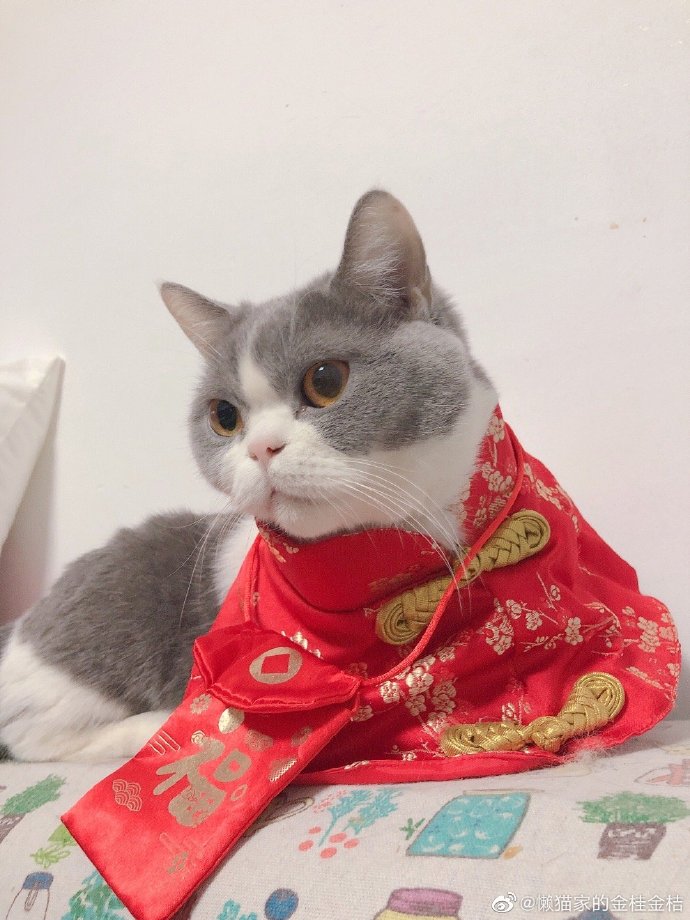 猫图片|宠物猫|猫咪|