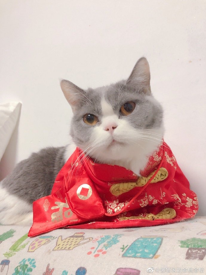 猫图片|宠物猫|猫咪|