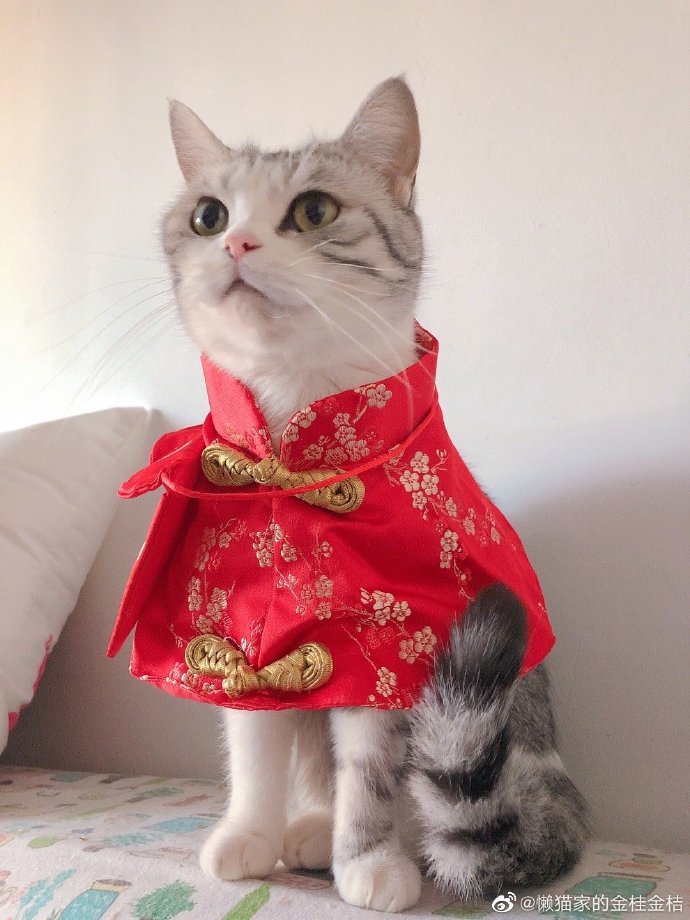 猫图片|宠物猫|猫咪|